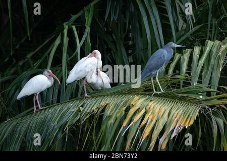 Ibis blanc américain (Eudocimus albus) et petit héron bleu (Egretta caerulea) sur les feuilles de palmier Banque D'Images
