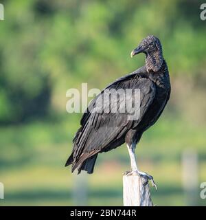 Vulture noire (coragyps atratus) Banque D'Images
