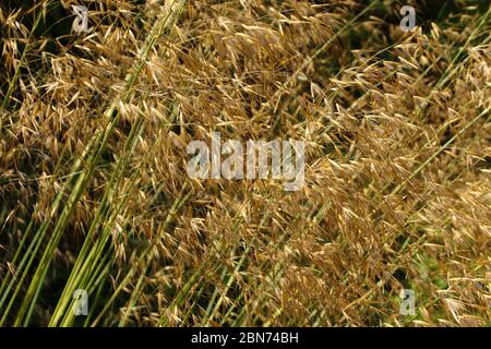 Gros plan de l'herbe onamental stipa gigantea qui grandit sous le soleil d'été Banque D'Images