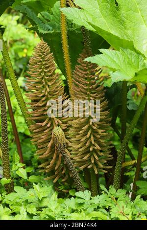 Croissance printanière des feuilles et des fleurs de Gunnera manucata qui poussent au bord d'un étang au Royaume-Uni Banque D'Images