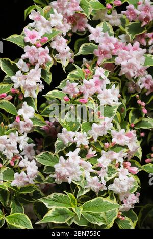 Gros plan de fleurs de weigela rose et blanc au soleil de printemps. Banque D'Images