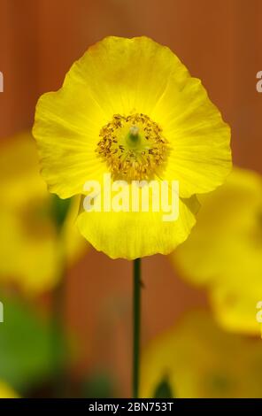 Gros plan d'un coquelicot gallois jaune, Papaver cambricum sous le soleil de printemps Banque D'Images