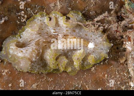 Ver à plat cryptique, Pseudobiceros kryptos, sur le corail, plongée de nuit, site de plongée de Nudi Falls, Straits de Lembeh, Sulawesi, Indonésie Banque D'Images