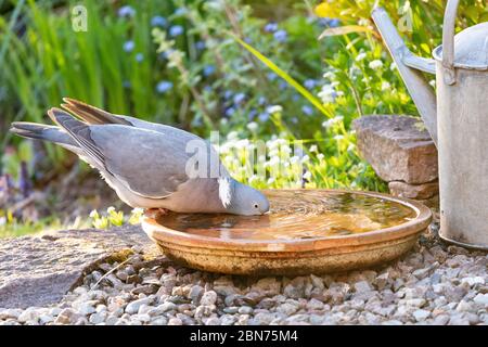 Pigeon de bois - columba palumbus - eau potable d'un bain d'oiseau de jardin - printemps - Écosse, Royaume-Uni Banque D'Images