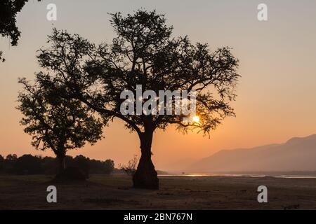 Coucher de soleil sur les rives de la rivière Zambesi, parc national de Mana pools Banque D'Images