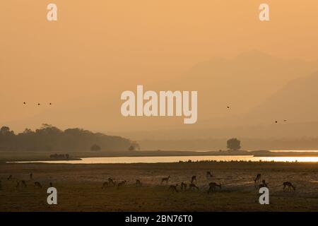 Coucher de soleil sur la rive du Zambèze pendant la saison d'essai, Zimbabwe Banque D'Images