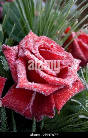 Rosée surgelée sur bouquet de roses Banque D'Images