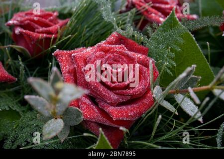 Rosée surgelée sur bouquet de roses Banque D'Images