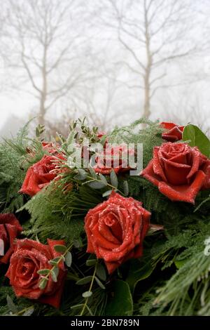 Rosée surgelée sur bouquet de roses Banque D'Images