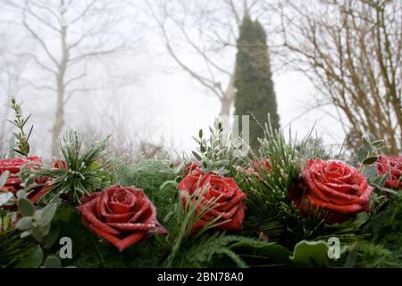 Rosée surgelée sur bouquet de roses Banque D'Images