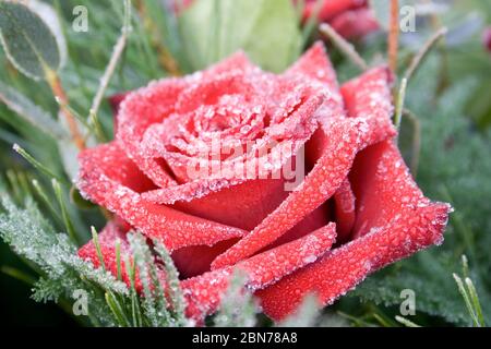 Rosée surgelée sur bouquet de roses Banque D'Images