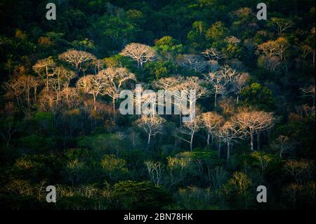 Paysage de Panama avec une forêt tropicale luxuriante et de grands couipo arbres, cavanillesia platanifolia, dans la lumière du soir, parc national de Soberania, République de Panama. Banque D'Images