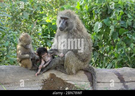 Le Baboon d'olive (Papio anubis), également appelé la mère de Baboon d'Anubis en interaction avec des jeunes photographiés au Parc national de Serengeti, Tanzanie Banque D'Images