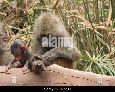 Le Baboon d'olive (Papio anubis), également appelé la mère de Baboon d'Anubis en interaction avec des jeunes photographiés au Parc national de Serengeti, Tanzanie Banque D'Images