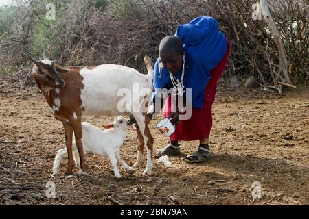La femme de Maasai traite une chèvre tout en partageant le lait avec un enfant. Maasai est un groupe ethnique de semi-nomades. Photographié en Tanzanie Banque D'Images