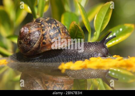 ESCARGOT DE JARDIN ( Cornu aspersum / Helix aspersa) reflété dans un jardin Birdbath, Royaume-Uni. Banque D'Images