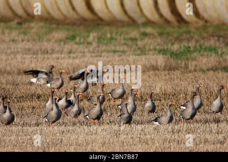 LES OIES À PIEDS ROSES, se rassemblent dans un champ de chaume, au Royaume-Uni. Banque D'Images