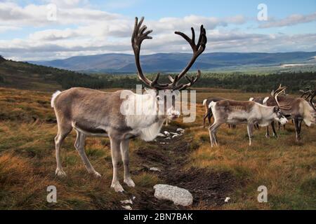 Taureau DE RENNE (Rangifer tarandus), Écosse, Royaume-Uni. Banque D'Images