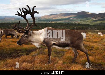 Taureau DE RENNE (Rangifer tarandus), Écosse, Royaume-Uni. Banque D'Images