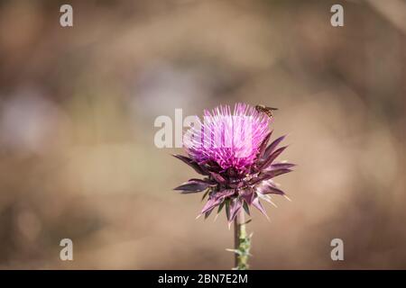 Abeille volant sur un chardon à lait violet, pollinisant la fleur. Le chardon, ou silybum marianium, est une fleur sauvage de pointe présente en Europe. Image o Banque D'Images