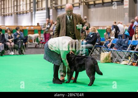 Labrador jugé pendant crufts 2020 Banque D'Images