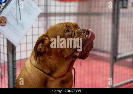 Crufts au NEC le jour du chien d'arme Banque D'Images