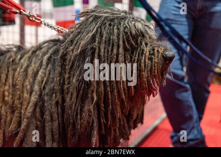 Crufts au NEC le jour du chien d'arme Banque D'Images