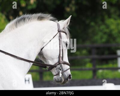 Une tête d'un joli cheval gris faisant la dressage Banque D'Images