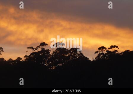 Silhouette d'arbres au sommet de la colline, avec lumière orange, de lever du soleil, dans les nuages, Parc national de Serra da Bocaina, São Paulo, Brésil Banque D'Images