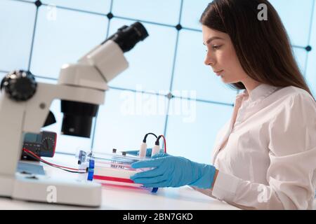 Le chargement des échantillons et l'exécution d'une électrophorèse sur gel d'agarose pour l'électrophorèse sur gel, est la procédure de la séparation de l'ADN Banque D'Images