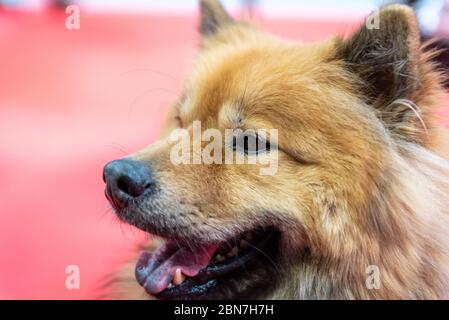 Journée des chiens d'armes à feu à Crufts, au NEC Birmingham Banque D'Images