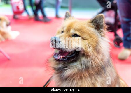 Journée des chiens d'armes à feu à Crufts, au NEC Birmingham Banque D'Images