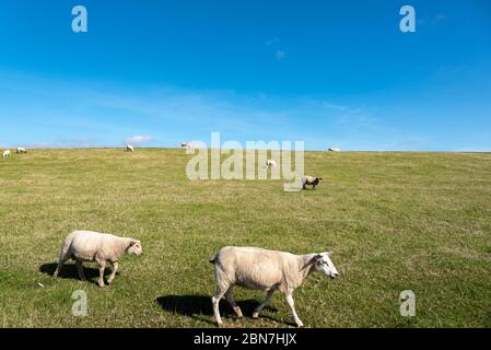 Brebis sur la digue par Luettmoorsiel, Reussenkoege, Schleswig-Holstein, Allemagne, Europe Banque D'Images