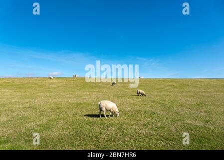 Brebis sur la digue par Luettmoorsiel, Reussenkoege, Schleswig-Holstein, Allemagne, Europe Banque D'Images