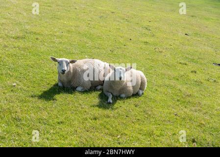 Brebis sur la digue par Luettmoorsiel, Reussenkoege, Schleswig-Holstein, Allemagne, Europe Banque D'Images