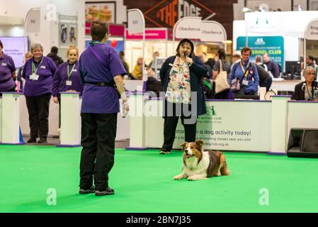 Journée des chiens d'armes à feu à Crufts, au NEC Birmingham Banque D'Images