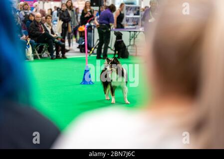 Journée des chiens d'armes à feu à Crufts, au NEC Birmingham Banque D'Images