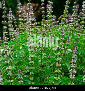 Un Bush frais de basilic vert avec des fleurs pousse dans le jardin d'été Banque D'Images