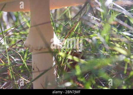 Champignons sauvages, tabouret de toilette, rouge avec taches blanches cachées dans la grande herbe Banque D'Images