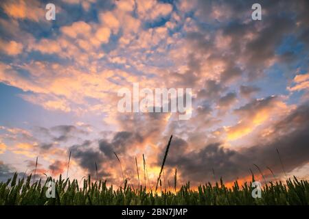 Coucher de soleil nuageux et spectaculaire sur les champs de blé vert Banque D'Images