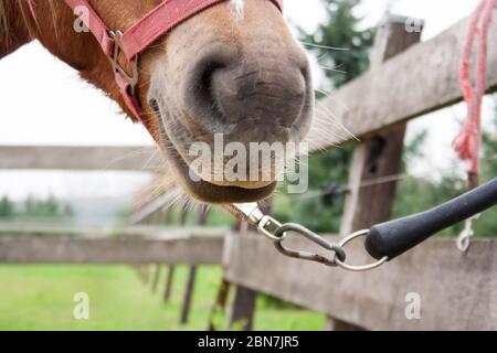 Cheval attaché à la Fence pour hommes Banque D'Images