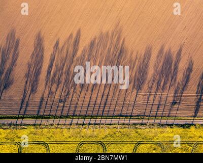 Vue aérienne de l'ombre des arbres par une route, concept d'agriculture du point de vue des drones. Fond plat naturel directement au-dessus des champs. Photographie de drone Banque D'Images