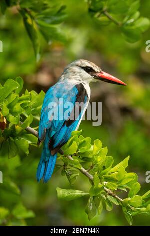 kingfisher de forêt en bas de la branche verdoyante Banque D'Images