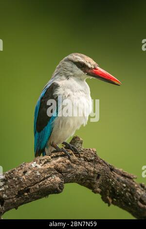 kingfisher de forêt en regardant vers le bas de la branche morte Banque D'Images