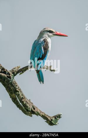 kingfisher de forêt sur branche morte dans le profil Banque D'Images