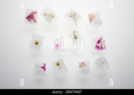 une belle photo de fleurs sauvages de printemps congelées dans des glaçons transparents de l'eau, studio macro shot, vue de dessus, plat Banque D'Images