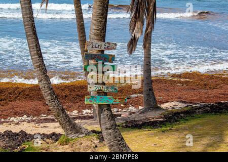 C'est la côte est sauvage de la Barbade, où les visiteurs viennent respirer l'air, se baigner dans les piscines de Bathsheba revigorantes et se sentir en vie. Banque D'Images