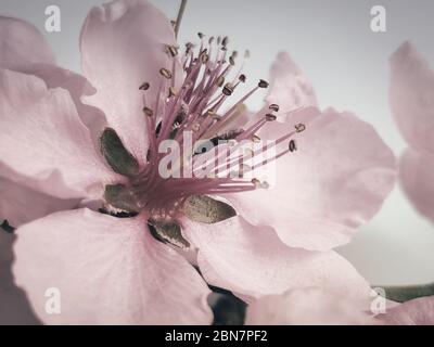 Bouquet de fleur de la pêche sur fond blanc. Banque D'Images