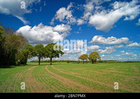 Royaume-Uni, West Yorkshire, Wakefield, Notton, campagne en regardant vers le nord de George Lane Banque D'Images