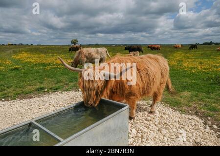 Les vaches sont replacées sur Minchinhampton Common, Gloucestershire, un jour traditionnellement connu sous le nom de jour de marquage. Les agriculteurs locaux mettent leurs bovins à se brousser sur la merche commune est utilisé par les golfeurs et les randonneurs. Il est conseillé aux conducteurs de conduire lentement car les vaches peuvent se demander librement sur la route. Par Gavin Crilly Photography, NO SALES, NO SYNDICATION contact pour plus d'informations mob: 07810638169 web: www.pressphotographergloucestershire.co.uk email: gavincrilly@gmail.com le copyright photographique (© 2015) est exclusivement conservé par le créateur de l'œuvre à tout moment et par les ventes, la syndication ou l'offre Banque D'Images